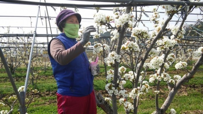 영덕군, 과수 인공수분 실시로 안정적인 착과량 확보해야
