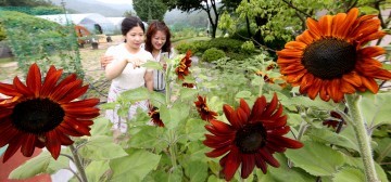 대전 동구 대청호자연생태관, 빨간 해바라기 ‘만발’