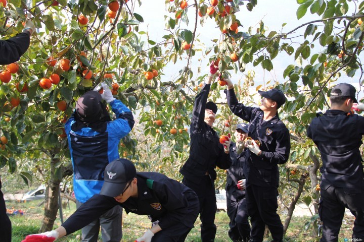 하동경찰서, 농촌일손돕기 대봉감 따기봉사활동 실시