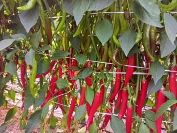 군위군, 고추 뿌리썩음병 예방 미생물제제 시범 적용 성공