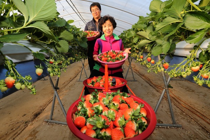 겨울 과일의 제왕, 산청 딸기 수확 한창