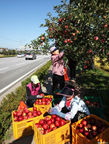 충주사과, 품질로 인정받아 미국 시장 공략 지속
