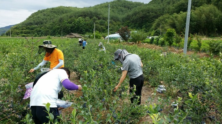   영덕군, 공무원 농촌봉사활동 활성화방안 마련