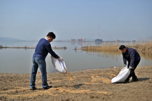 군산 철새조망대, 막바지 철새먹이 제공 