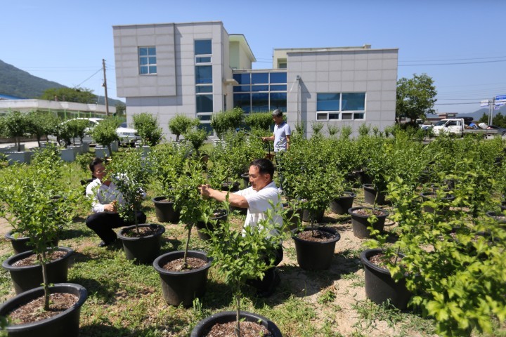 면민 손으로 무궁화 꽃 축제 개최 눈길