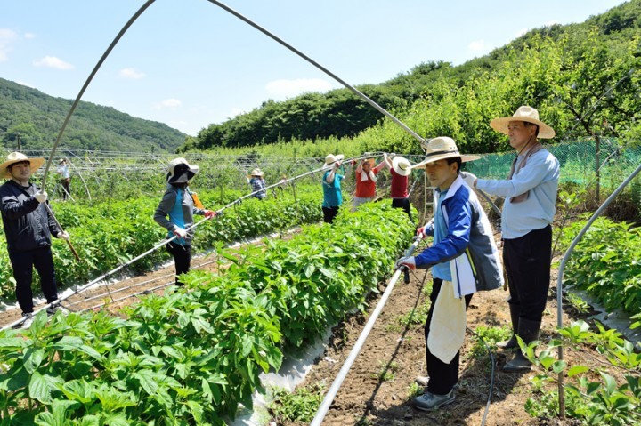 세종시 의회사무처, 농번기에 두팔 걷고 농촌일손돕기 나서!