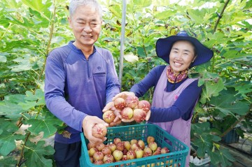 해남군, 시설 하우스 재배 무화과 최고급 품질 인증