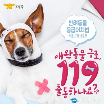 애완동물 구조, 119 출동하나요? 반려동물 응급처치법!