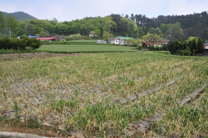 충남농업기술원, 마늘 흑색썩음균핵병 미생물 방제제 개발