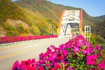 가을 단양.  페추니아‧국화 13만여 송이 단장