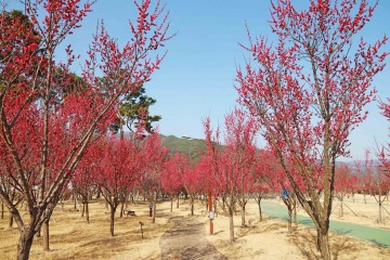 구례군 섬진강 수달생태공원, 홍매화로 꽃단장