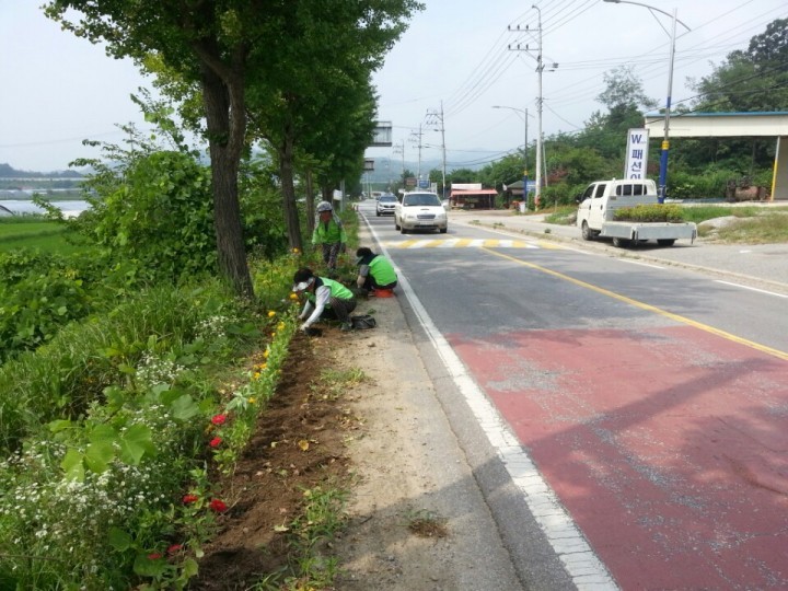 여주 금사면 이포2리에 백일홍 꽃길이