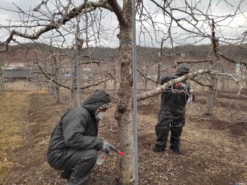 봉화군, 과수화상병 확산 방지 동계 예찰 나서