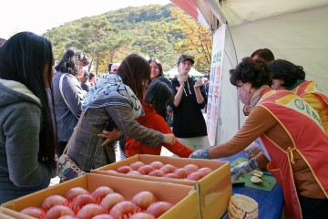  영주사과축제, 11.2일 청송사과축제 개막 다음주말까지 이어져... 