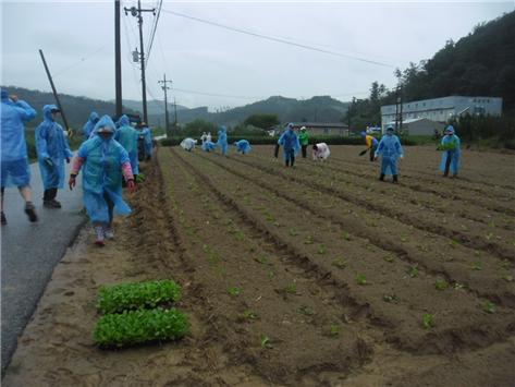 계룡시새마을지회, 이웃돕기 김장용 배추심기 ‘구슬땀’