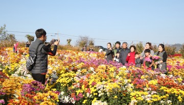 서산국화축제, 충남 대표 유망축제로 자리매김
