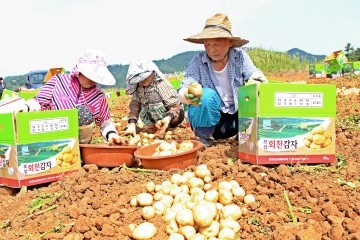 건강 햇감자 수미 수확 본격