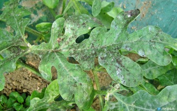 “기온 오르자 진딧물 비상”... 충북농기원, 시설수박 적기 방제 당부