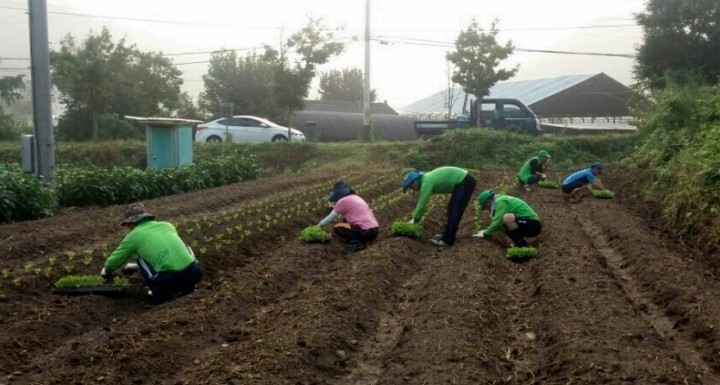 새마을협의회 배추심기에 구슬땀 흘려