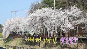 대전 동구, ‘2025 대청호 벚꽃축제’ 공연 참가자 22일까지 모집
