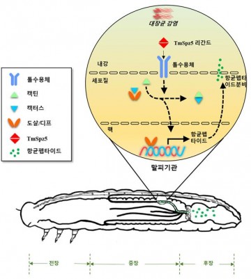 전남대 한연수 교수팀, ‘밀웜’의 항세균 방어기작 규명