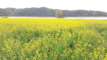 성주군 선남면 낙동강 둔치! 유채밭으로 놀러오세요~