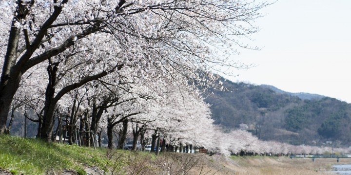 도로변엔 ‘벚꽃’, 바다엔 ‘주꾸미’ 떠나는 봄 잡으러 보령으로 떠난다.