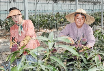 강진산 아열대과수 애플망고 조기 수확