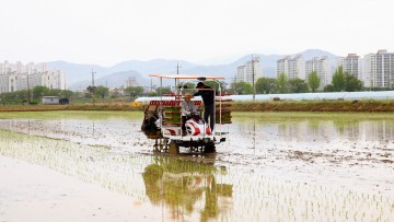 칠곡군, 쌀값 하락의 어려움 속 첫 모내기 시작