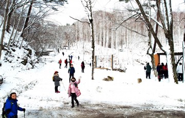 미리 만나보는 겨울왕국, 영양 자작나무숲