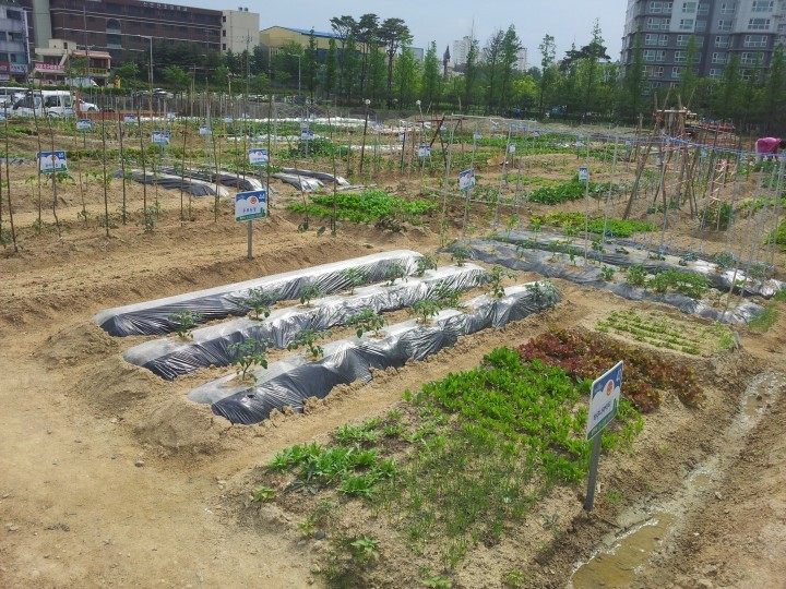 대전 대덕구, 나눔텃밭을 통한 공동체 회복 노력 나서