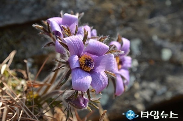 정선 동강할미꽃 축제 26~28일 개최