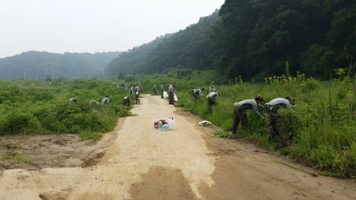 연천군, 생태계 교란식물 8월 집중 제거