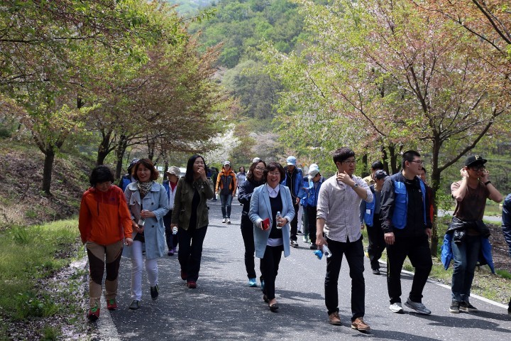 서천군, 장태봉 자락 산벚꽃길의 아름다운 풍경과 함께 걸으세요.