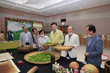 보성군, 고려시대 '뇌원차' 복원 