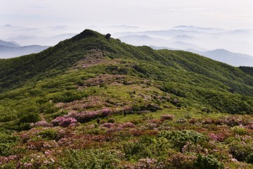 영주시, 소백산 철쭉 훼손 군락지 복원 추진
