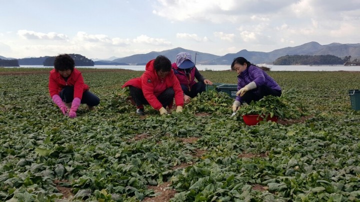 고성군, 제철 맞은 시금치 수확 한창
