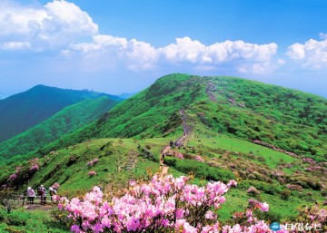 영주시 산림치유원 다스림에 소백산 철쭉 120주 기증