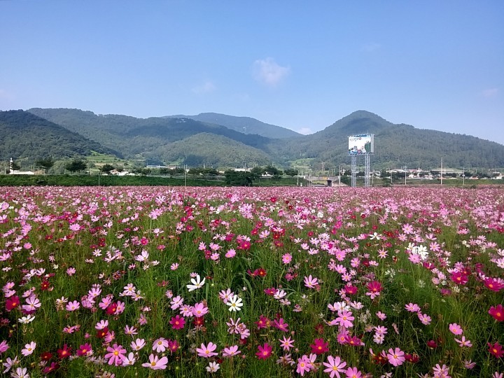남해군 창선 동대만 생활체육공원, 여름 코스모스 활짝 ‘눈길’