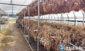 금년 마늘 수확 순조롭고 마무리