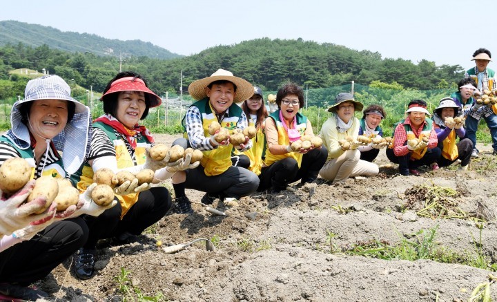 대전 중구, 자원봉사자 손길로 자란 감자 4,500㎏ 수확!