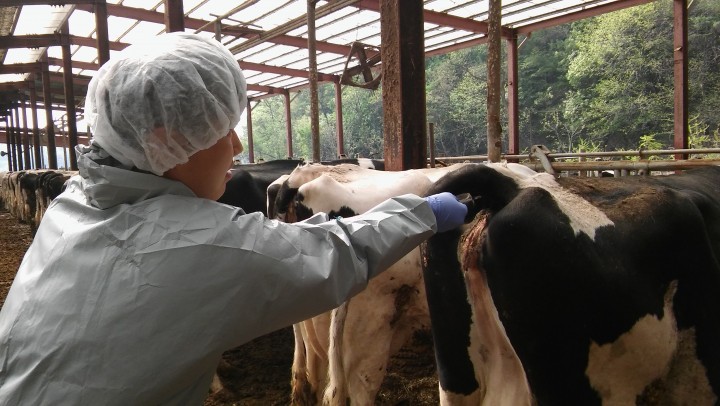 세종시, 소 결핵병 근절대책 추진