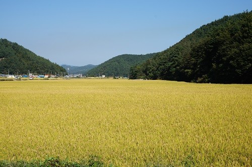 “남해 보물섬 쌀, ‘밥맛 최고’라고 전해라~”