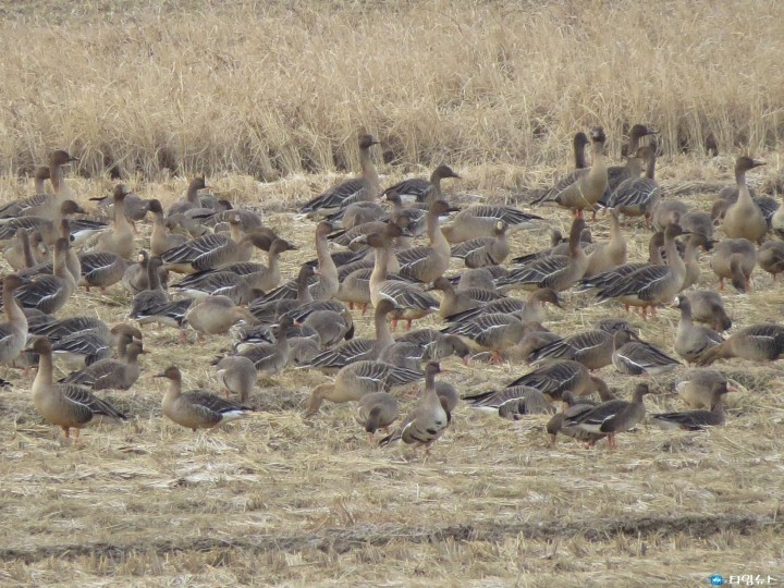 볏짚존치 등 철새 보금자리 조성 효과 커