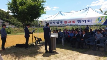 백중밀, 금강밀  칠곡군의 7㏊ 면적에 파종하여 재배단지 조성