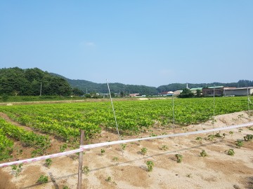 봉화군 논 타작물 보조금 조기지급으로  우박피해농가 우회지원