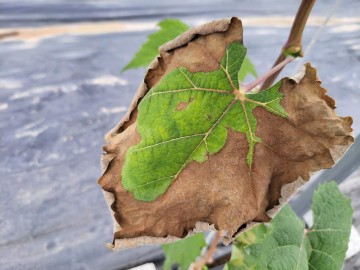 장마 및 호우대비 과원 관리 철저 당부