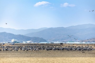 순천시, 순천만서 흑두루미 배웅 프로그램 운영 
