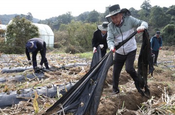 김영환 충북도지사, 옥천 옥수수 농장 찾아 농가 일손 돕기 나서