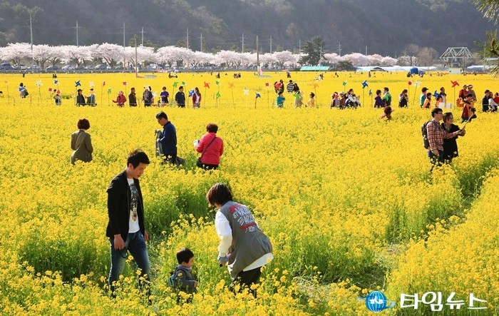 삼척시 제15회  맹방 유채꽃 축제가 봄가득 희망가득이라는 주제로 17일까지 